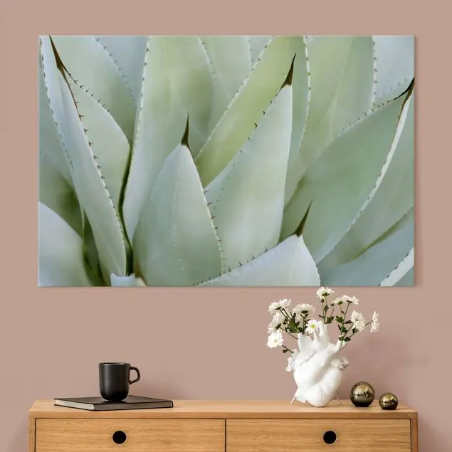 Aloe Kracherpreis