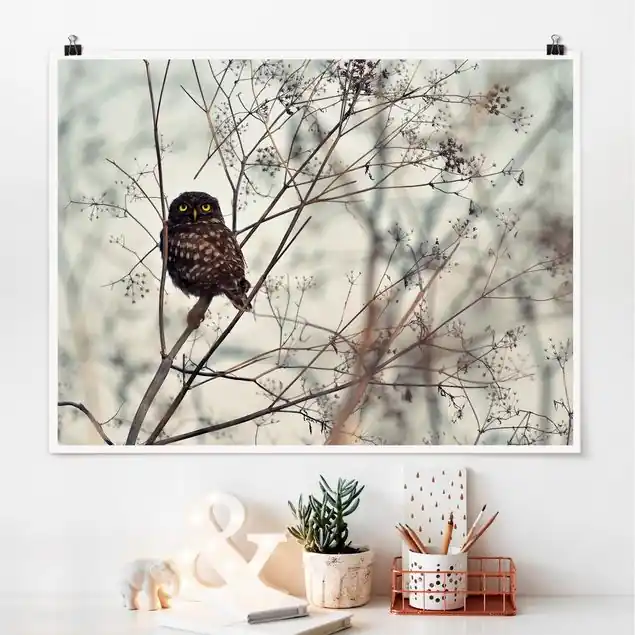 Knallerangebot Eule im Winter