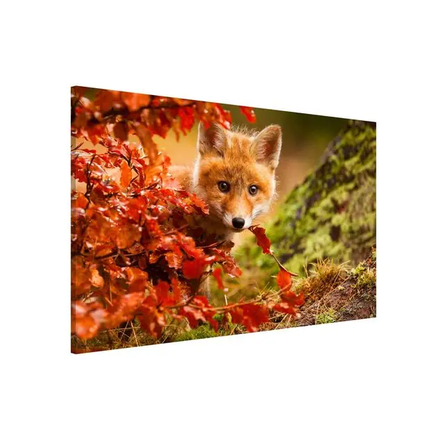 Fuchs im Herbst Begrenztes Angebot