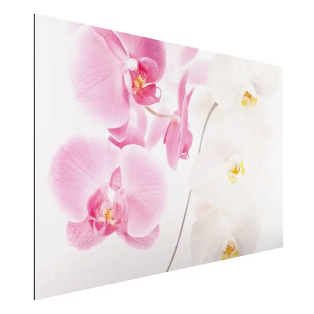 Direktkauf Delicate Orchids