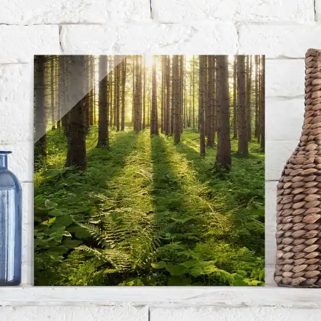 Abverkauf Sonnenstrahlen im Grünen Wald