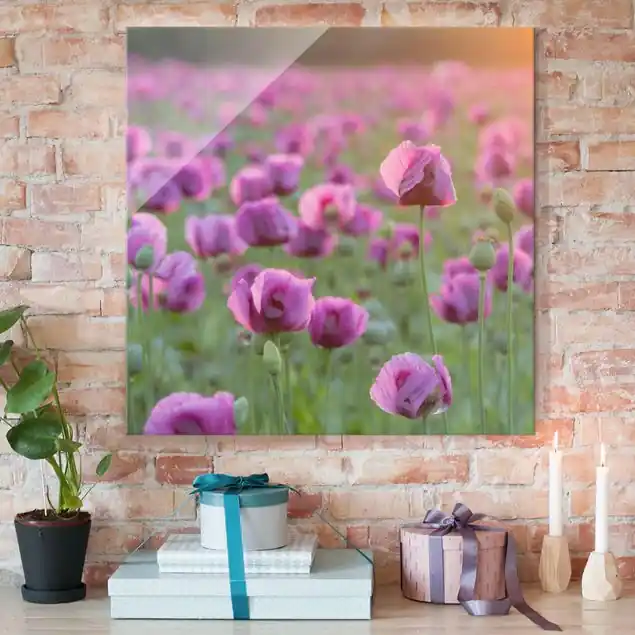 Violette Schlafmohn Blumenwiese im Frühling Letzte Chance