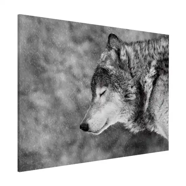 Preiswert Winter Wolf