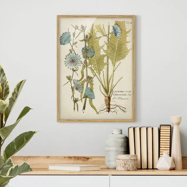Sonderangebot Vintage Botanik in Blau Wegwarte