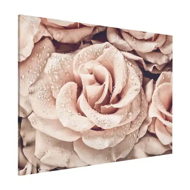 Wochenendangebot Rosen Sepia mit Wassertropfen