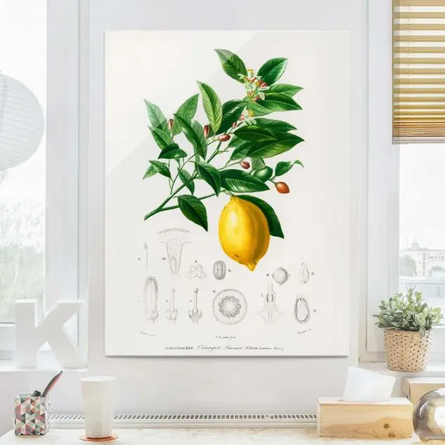 Knallerangebot Botanik Vintage Illustration Zitrone