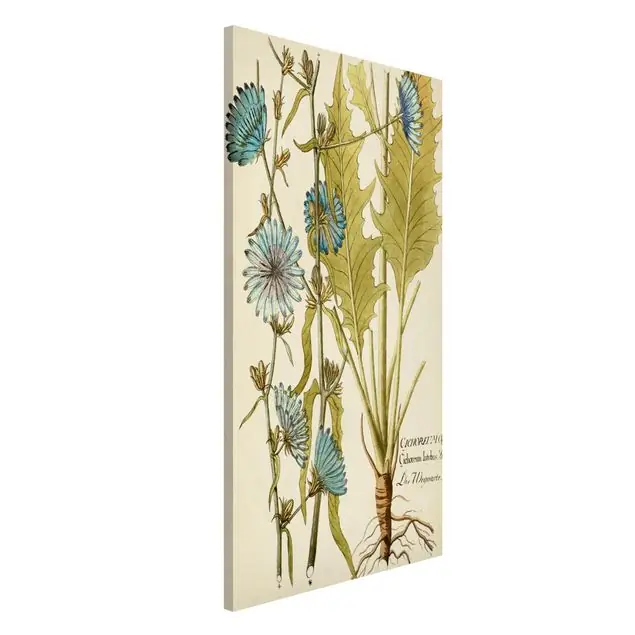 Kracherpreis Vintage Botanik in Blau Wegwarte