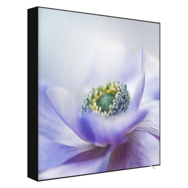 Sonderaktion Anemone De Caen
