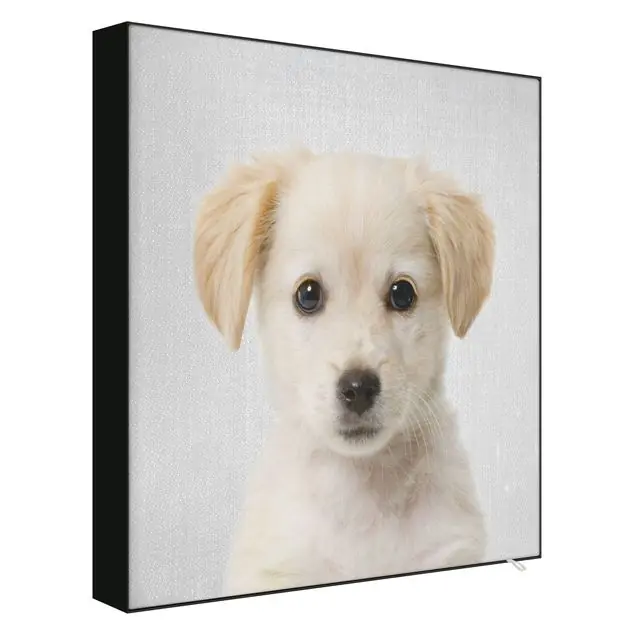 Kostenloser Rückversand Baby Golden Retriever Gizmo