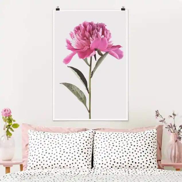 Blühende Pfingstrose Pink auf Weiß Beliebt