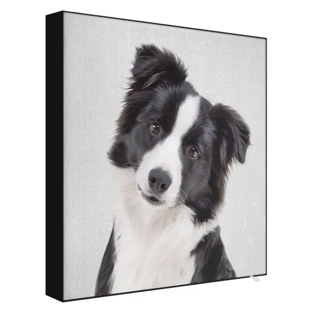 Bordercollie Benni Preis Gesenkt