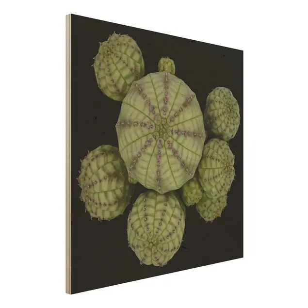 Euphorbia - Seeigelwolfsmilch Heißes Angebot