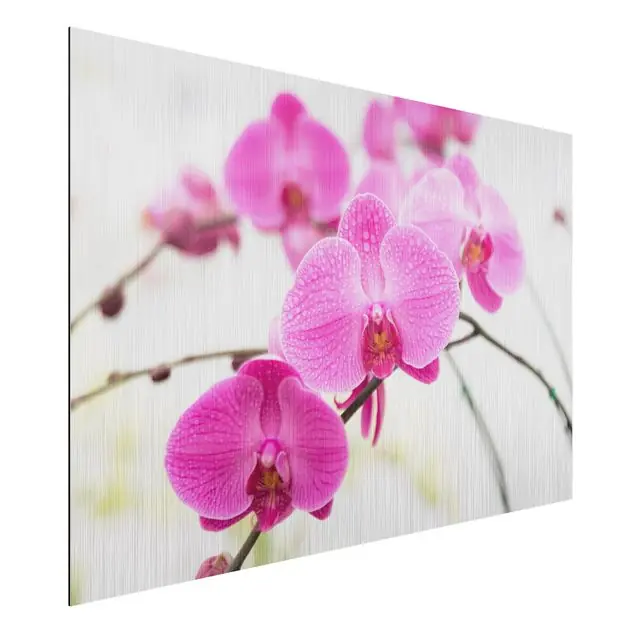 Must-Have Nahaufnahme Orchidee