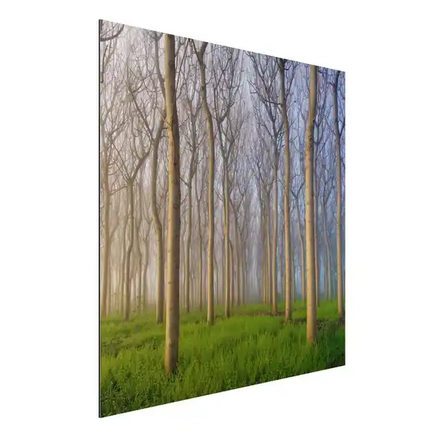 Neu Im Sortiment Morgen im Wald