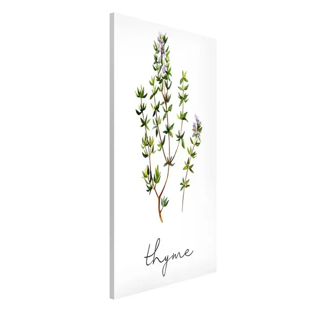 Kräuter Illustration Thymian Nur Für Kurze Zeit