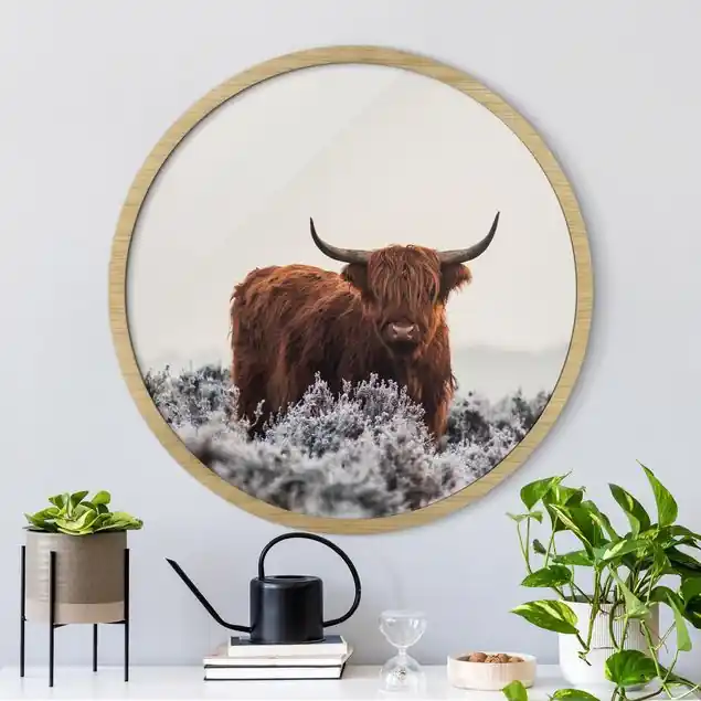 Bison in den Highlands Sichere Zahlung