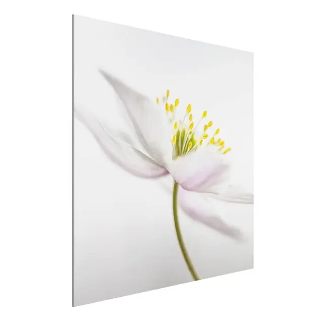 Saisonangebot Nemorosa