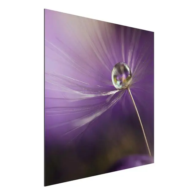 Direkt Vom Hersteller Pusteblume in Violett