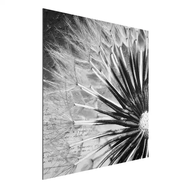 Pusteblume Schwarz & Weiß Super-Preis