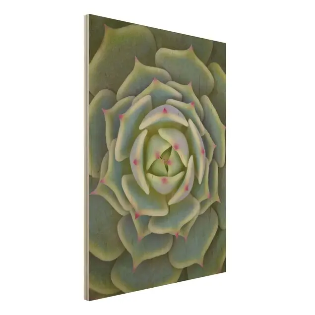 Saisonangebot Sukkulente - Echeveria Ben Badis