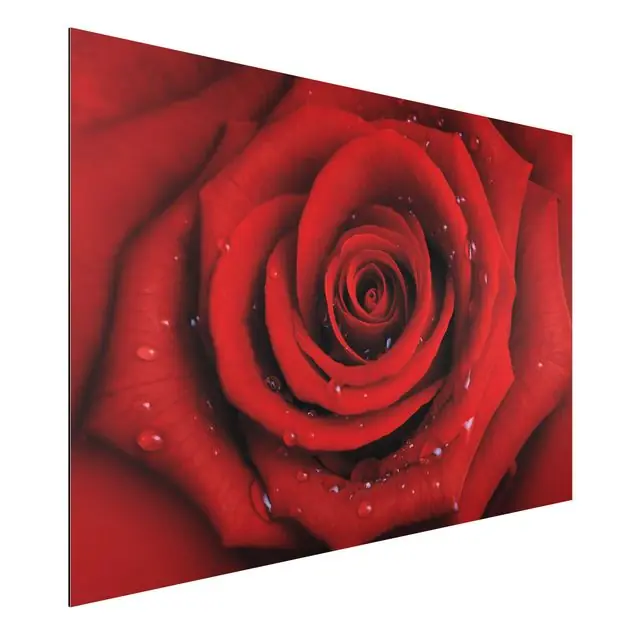 Rote Rose mit Wassertropfen Direkt Vom Hersteller