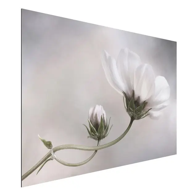 Simply Cosmos Sonderangebot