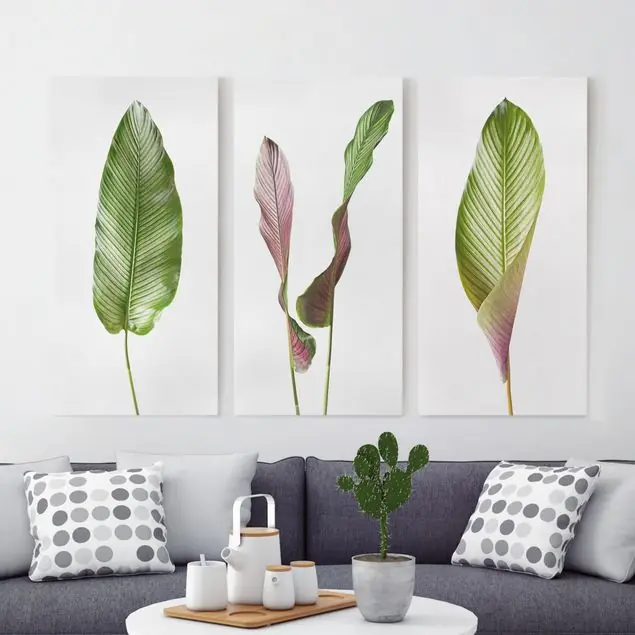 Große Blätter Calathea-ornata Finale Aktion