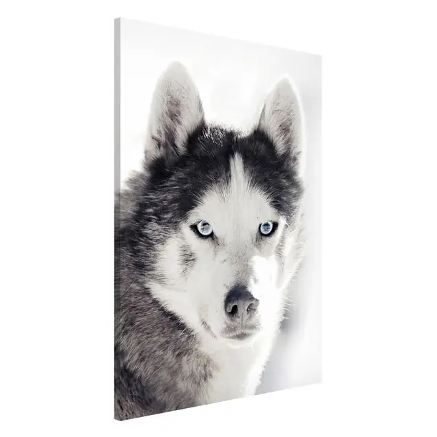 Husky Portrait Direktkauf