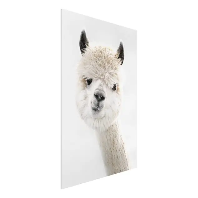Alpaka Portrait Forexbild Direkt Vom Hersteller