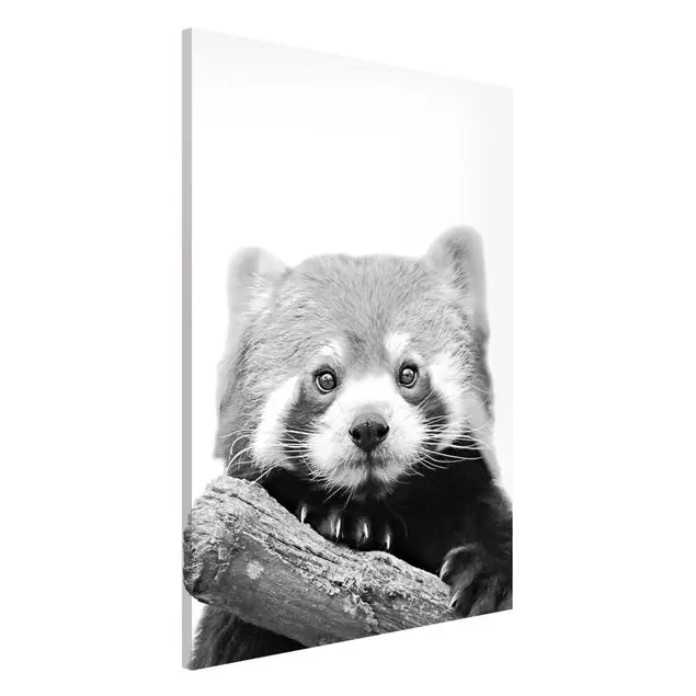 Roter Panda in Schwarz-weiß Magnettafel Rabatt