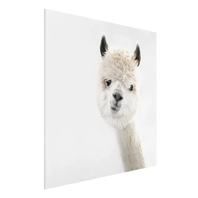 Alpaka Portrait Forexbild Neu