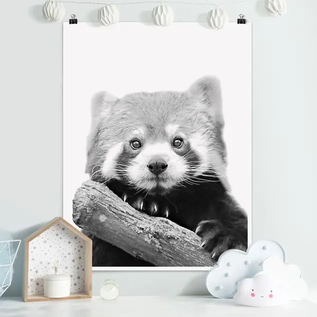 Neu Im Sortiment Roter Panda in Schwarz-weiß Poster