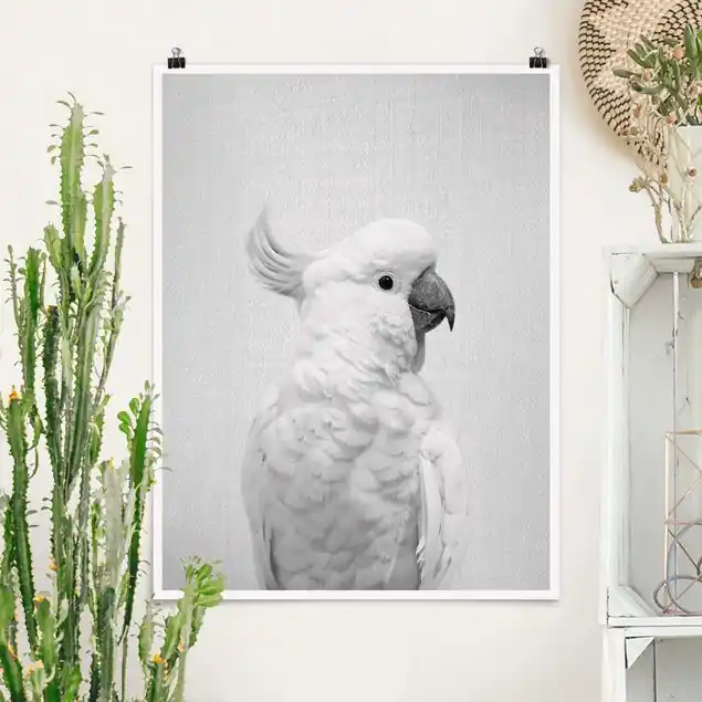 Kakadu Kiki Schwarz Weiß Poster Nur Für Kurze Zeit