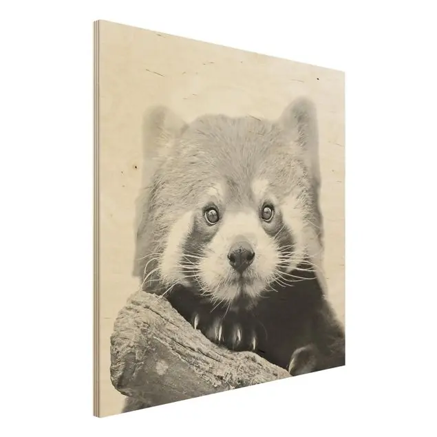 Roter Panda in Schwarz-weiß Holzbild Kostenfreie Lieferung