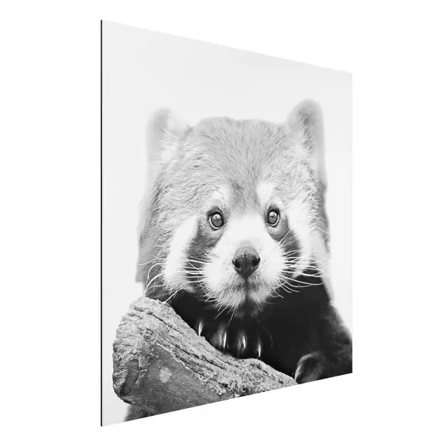 Schneller Versand Roter Panda in Schwarz-weiß Alu-Dibond Bild