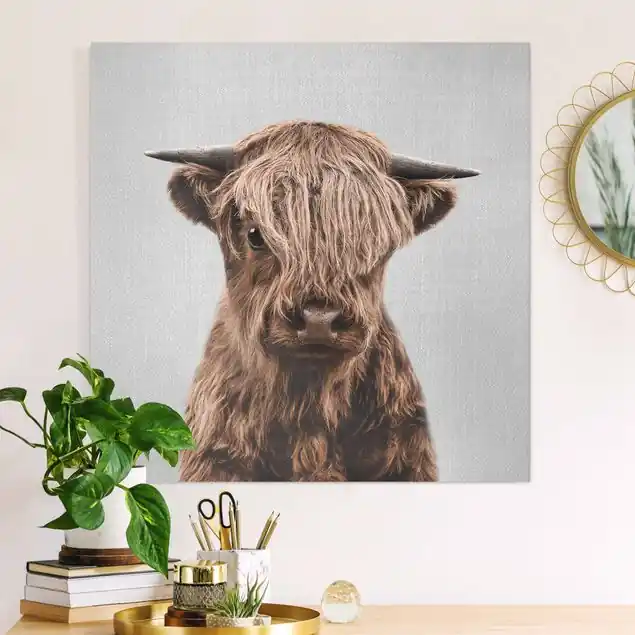 Kracherpreis Baby Hochlandrind Henri Leinwandbild – Canvas