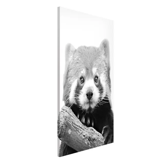 Roter Panda in Schwarz-weiß Magnettafel Heißes Angebot