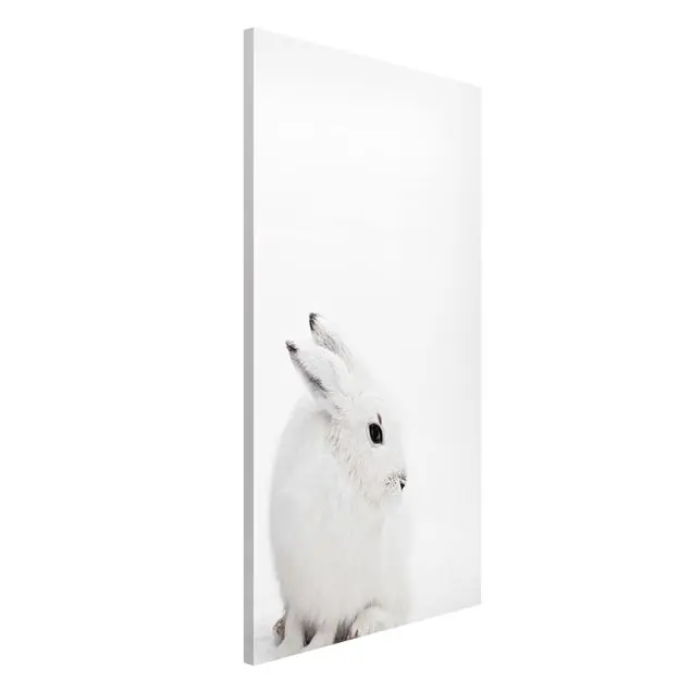 Jetzt Bestellen Arktischer Hase Magnettafel