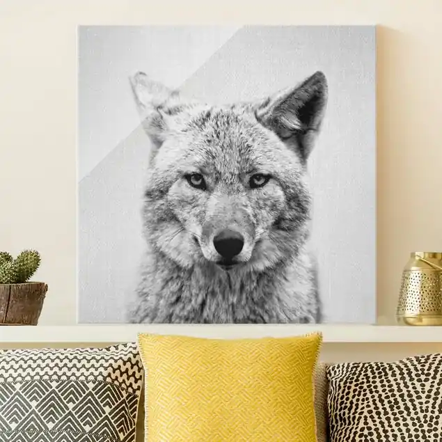 Preis Gesenkt Kojote Kalle Schwarz Weiß Glasbild