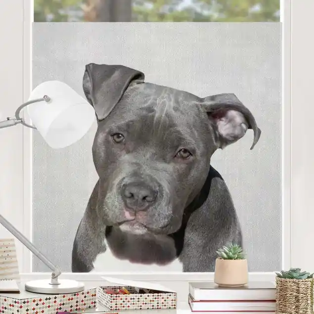 Jetzt Kaufen Pitbull Pelle Fensterfolie